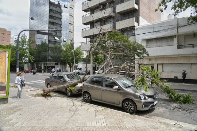 Grandes árboles cayeron sobre una casa y dos autos en Rosario este viernes como producto del viento y la lluvia