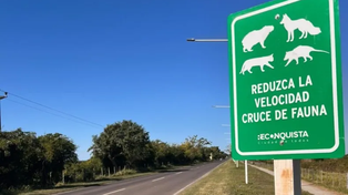 Ambiente: Provincia presentó su primer mapa de atropellamientos de fauna y define acciones para 5 tramos críticos prioritarios.