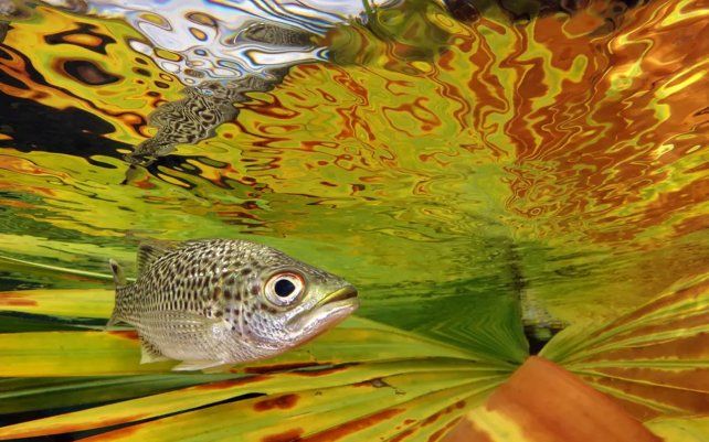Doule (Kuhlia Rupestris) cerca de la superficie por Jack Berthomier (Nueva Caledonia), tomada en el río Ouenghi, Nueva Caledonia.