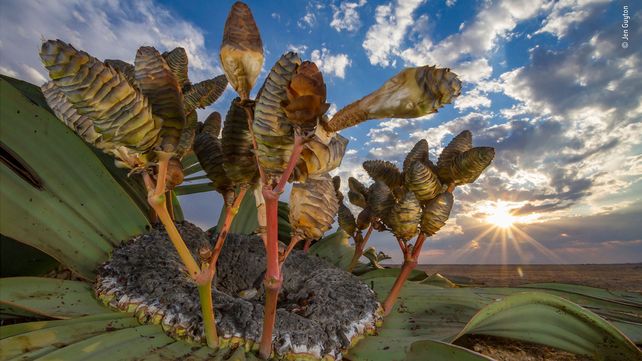 Imágenes ganadoras del premio Fotógrafo de Vida Silvestre 2018