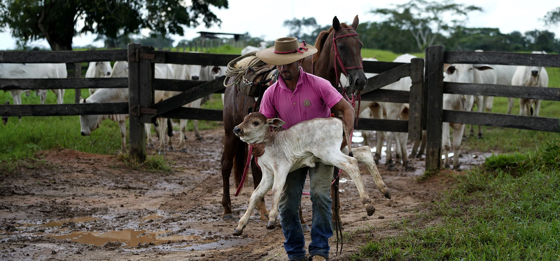 El vaquero Diego Nascimento carga un ternero para pesarlo y marcarlo en un corral en la Fazenda Itaituba, una granja en el municipio de Bujari, cerca de la ciudad de Rio Branco, estado de Acre, Brasil, el martes 23 de mayo de 2023. (Foto AP/Eraldo Peres) El vaquero Diego Nascimento carga un ternero para pesarlo y marcarlo en un corral en la Fazenda Itaituba, una granja en el municipio de Bujari, cerca de la ciudad de Rio Branco, estado de Acre, Brasil, el martes 23 de mayo de 2023. (Foto AP/Eraldo Peres)