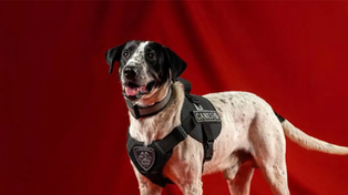 Se retira Falopa, el perro que se hizo famoso por hallar personas desparecidas