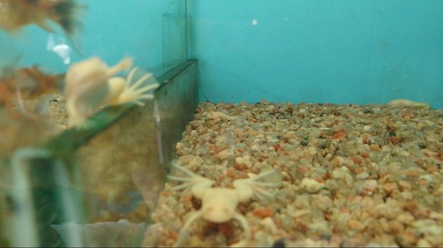 Secuestran cinco lagartos pogona y ocho ranas albinas en un comercio del centro de Rosario