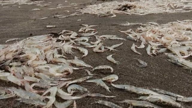 Mar del Plata y una alfombra de camarones que en realidad no lo son
