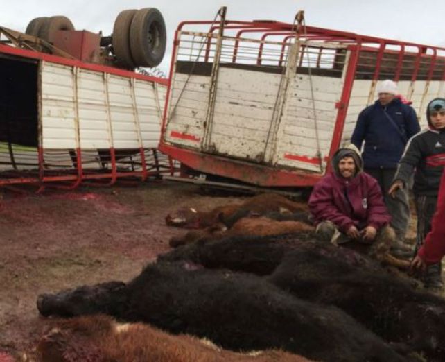 Los animales quedaron tendidos en la banquina.