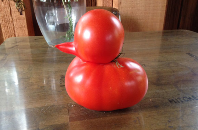 Sorprende a sus dueños un tomate con forma de pato