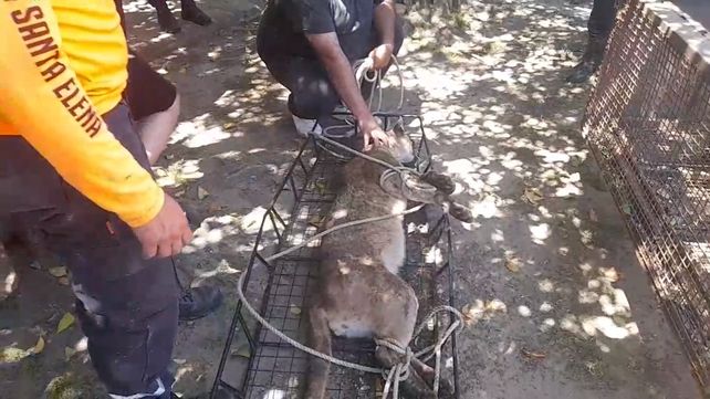 Vecino de Santa Elena halló un puma en el fondo de su casa