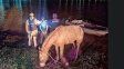 Concordia: un joven intentó ingresar dos caballos por el río Uruguay
