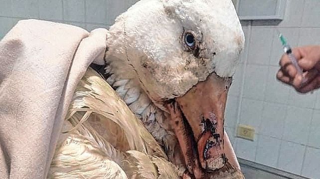 Parque Gazzano Los gansos están bien y comen maíz a diario