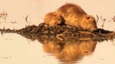 Además de las quemas, el trabajo escolar abordó la riqueza de especies que habitan en el humedal de las islas. Además de las quemas, el trabajo escolar abordó la riqueza de especies que habitan en el humedal de las islas.