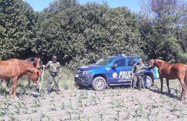 Los animales fueron recuperados por La Guardia Rural Los Pumas.