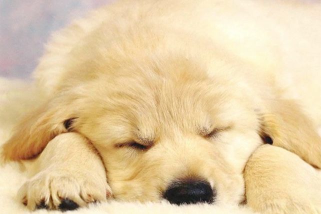 Las 10 cosas que tu perro quiere que sepas de él