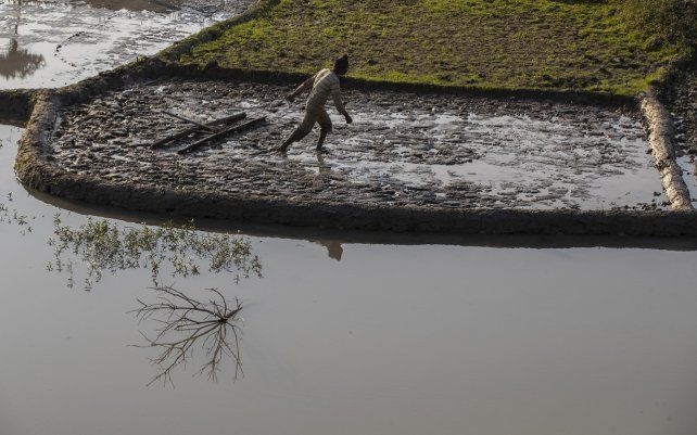 Un agricultor indio trabaja en su campo de arroz en las afueras de Gauhati, en el noreste del estado de Assam, India.