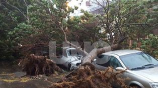 Más de 8.000 toneladas de árboles y ramas serán removidas en la ciudad