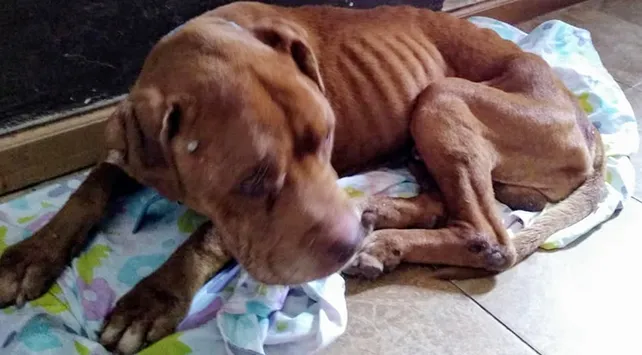 Perversa: maltrató a su perro y lo rescataron casi muerto