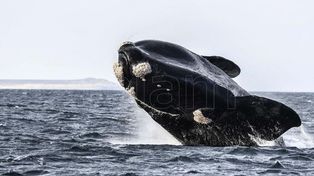 Las ballenas son un gran atractivo turístico de Península Valdés.
