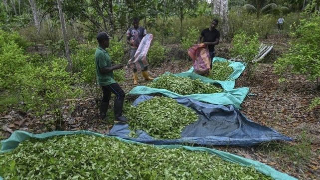 La oferta de cocaína está en su nivel máximo en Sudamérica e inestabiliza a los Estados