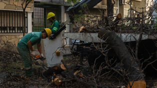 Rosario tiene aproximadamente 420.000 árboles en veredas y espacios verdes públicos