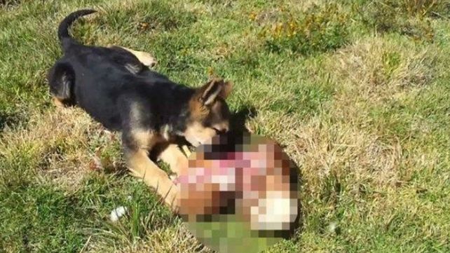 Murió de infarto y se lo comieron sus perros