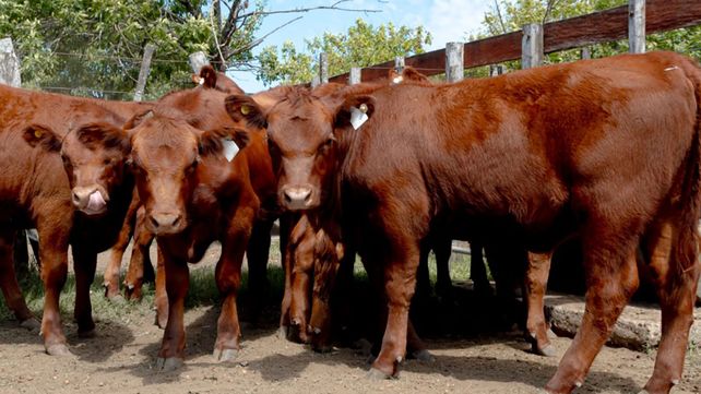 Los precios de la hacienda comercializada en los distintos remates realizados en los predios feriales de las sociedades rurales entrerrianas mostraron durante mayo un comportamiento de marcada estabilidad