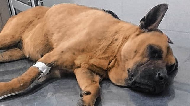 Paraná: unos 20 perros murieron envenenados en tres días