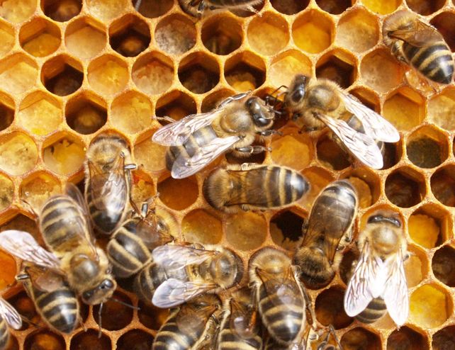 La Assal prohibió dos nuevos productos