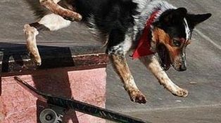 El perro más habilidoso del mundo causa asombro, visitas en internet y es récord en el Libro Guinness