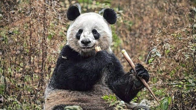 Dos pandas gigantes viajarán de China a Estados Unidos para reforzar la cooperación científica.