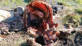 La Paz: admitió que carneó un ternero de 160 kilos, lo condenaron y hará tareas comunitarias