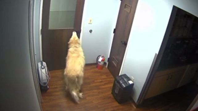 Un perro se escapó de la veterinaria abriendo la puerta con su hocico