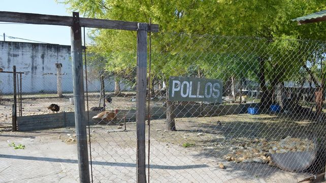 Área de pollos en la UP&nbsp;