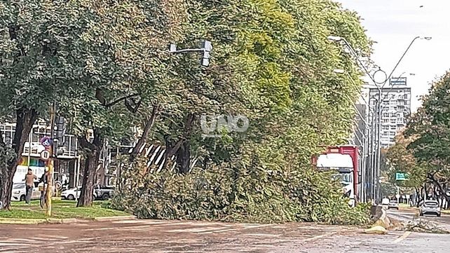Temporal en Santa Fe: más de 70 km/h de ráfagas derribaron árboles