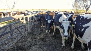 Sequía: el Gobierno provincial convocó al sector lácteo