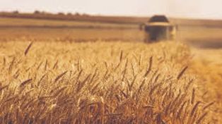 El mercado de granos espera el informe del Usda, mientras el trigo argentino se encamina a una cosecha récord