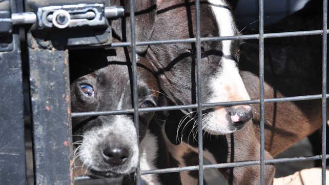 Maltrato animal. Nuevo rescate encabezado por el municipio