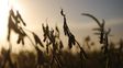 Nuevo dólar agro: ¿cuánta soja queda por vender?