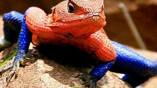 Lagarto-araña, el reptil que se parece al superhéroe creado por la Marvel Comics