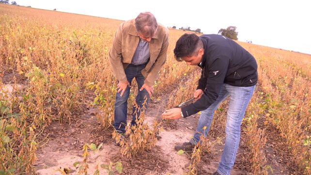 Ni el clima adverso ni el suelo salino le impiden producir soja con buenos rindes
