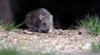 Hantavirus: no se han notificado nuevos casos en Argentina