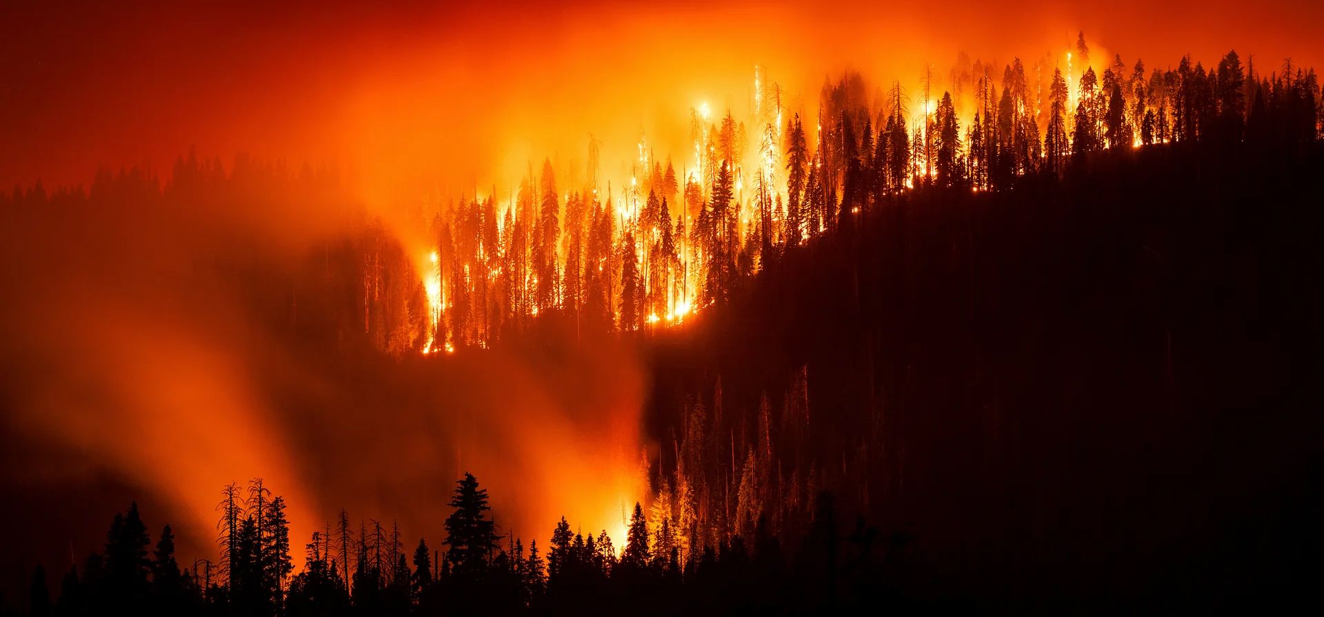 El fuego arrasa árboles en el bosque nacional de la Sierra. El incendio ha devastado más de 22.000 hectáreas de tierra desde que estalló el 24 de agosto, California, EE. UU.. Fotografía: Noah Berger/AP El fuego arrasa árboles en el bosque nacional de la Sierra. El incendio ha devastado más de 22.000 hectáreas de tierra desde que estalló el 24 de agosto, California, EE. UU.. Fotografía: Noah Berger/AP