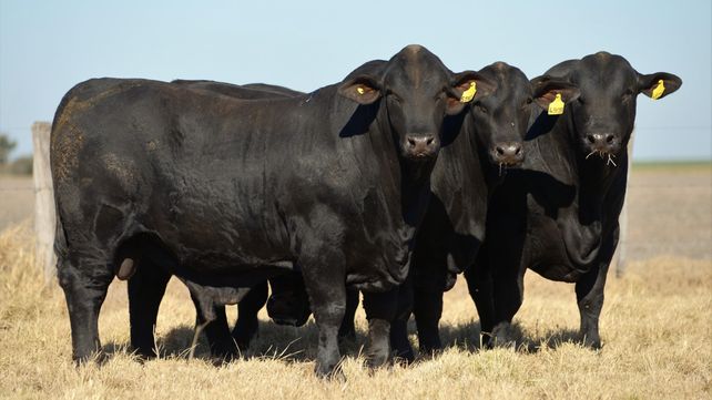 Viene bien. La raza Brangus crece y ocupa&nbsp; zonas importantes en el pa&iacute;s.