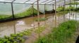 El agua tapó la producción en el invernadero. El agua tapó la producción en el invernadero.