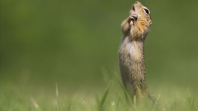 Las divertidas imágenes  del Comedy Wildlife Photography Awards 2020