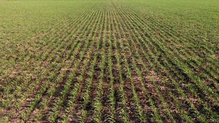 El clima y la escasa inversión condicionaron los rindes del trigo en Santa Fe