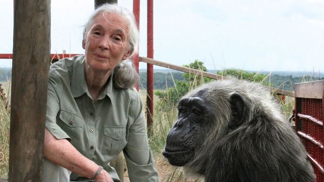 Jane Goodall tiene miedo de que la humanidad se comporte como siempre cuando termine la pandemia