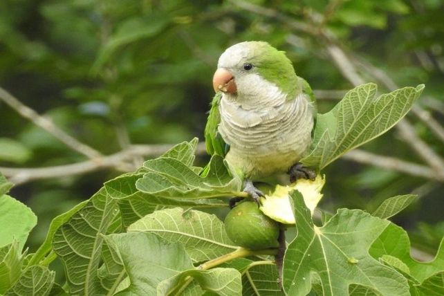 Clave. Recomiendan no comprar loros o pájaros en la vía pública y donde no esté certificado su origen.