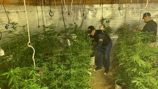 Efectivos de la Policía Federal en el cultivo indoor hallado anoche en Cafferata al 4100.