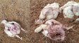 Santa Fe: perros mataron 3 mil pollos de un criadero y provocaron pérdidas millonarias