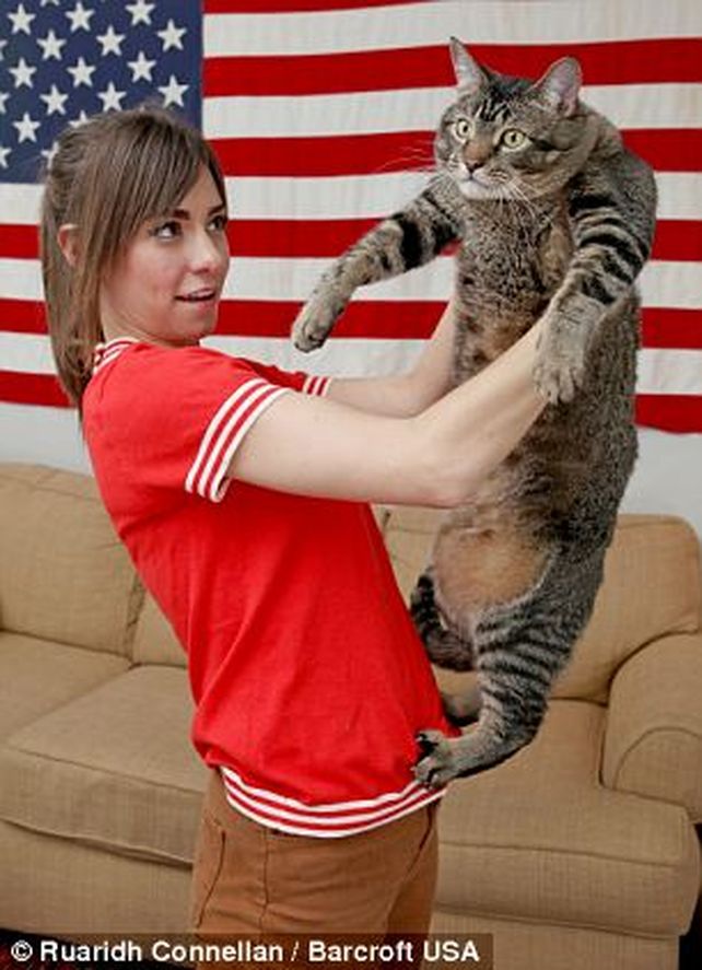 Conocé al gatosaurio