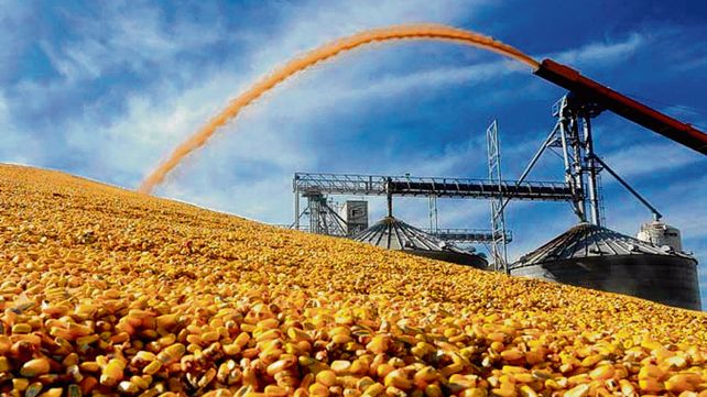Maíz. Ya se recolectaron 700 mil ha. del cultivo temprano en la zona núcleo.